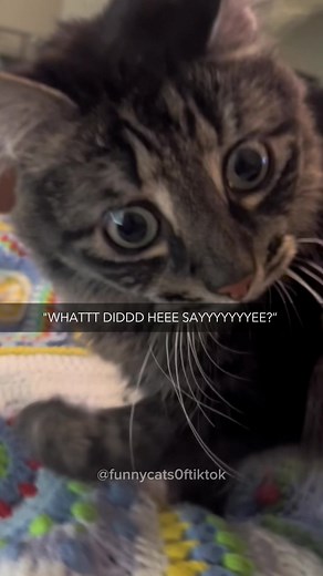 Hilarious Cat Videos Compilation | Part 62