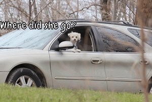 Dog Where Went on Make a GIF