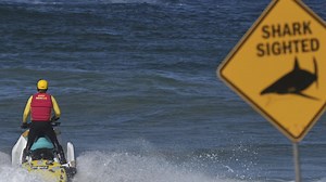Hunt on for great white shark seen circling area hours before attack