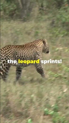 Serengeti Safari: Epic Leopard Hunt in Tanzania