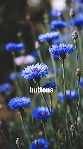 Bring nostalgic blue blooms to your garden—Bachelor Button is pure charm. Plant yours today  #flowergarden #growfromseed #gardenjoy | Homegrown Garden | Facebook