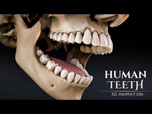 Human Teeth Structure and Function (3D Animation)