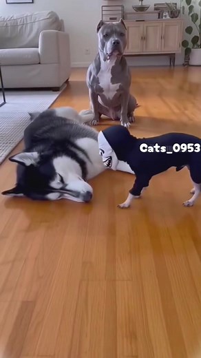 Cats vs Dogs: Hilarious and Scary Moments