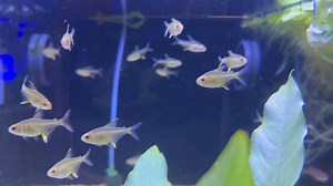 🍋🐟 Lemon Tetra – Tiny, Bright and Peaceful! 🐟🍋 The Lemon Tetra (Hyphessobrycon pulchripinnis) comes from slow-moving rivers and streams in South America. Their vibrant yellow fins and subtle greenish body make them a cheerful addition to any community tank. Adults grow to around 3–4 cm, so a 40–60 litre tank is ideal for a small school. They enjoy planted tanks with open swimming areas and calm water. Lemon Tetras are peaceful schooling fish, best kept in groups of 6 or more. They do well wi