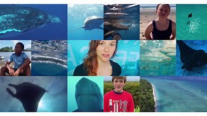 Welcome to The Whole Tooth! A new series where Isla gets your ocean questions answered by experts! Our first episode is all about sharks - want to know how old they can get, or if they're immune to all diseases? Then hit play to get the Whole Tooth! If you have your own question, please comment below or send us a video at https://saveourseas.com/the-whole-tooth/ Video editor: Luke Saddler Guy Harvey Research Institute Bimini Biological Field Station - Sharklab Save Our Seas Shark Centre Ornella 