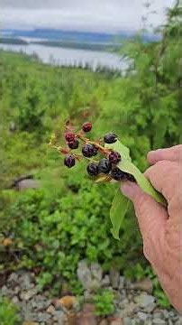 alaska's wild salal berries