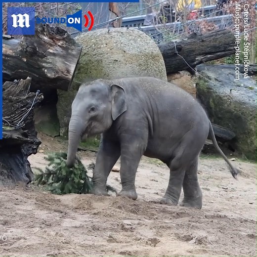 These baby elephants are so strong they can use Christmas trees as toys! Via Caters News | Daily Mail Video
