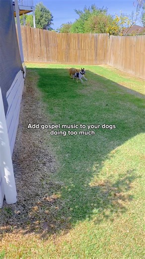 Trevor and his cousin Winnie love their zoomies! #trending #zoomies #funny #gospel #reel