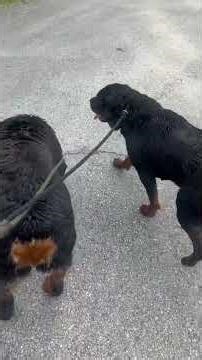 We just getting the day started and she already not listening smh #rottweiler #puppy #rottweilerpup