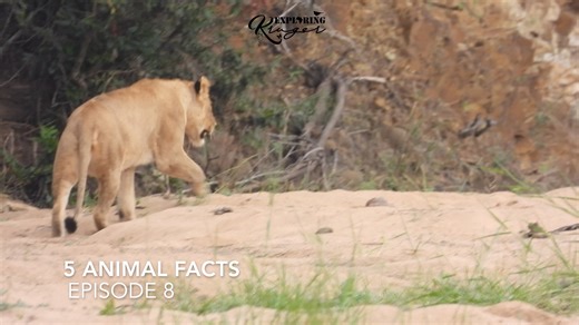 70K views · 495 reactions | 5 Animal Facts - Episode 8 1. Lionesses engage in communal care of cubs 2. Klipspringers have specially adapted hooves that allows them to grip onto rocks 3. Hyena can follow scent trails up to 3 days old 4. Saddle-Billed storks are the tallest storks 5. Warthogs upper tusks can grow up to 60cm long | Exploring Kruger | Facebook
