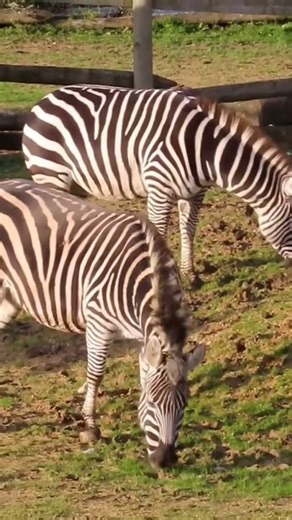 zebras for sale.#Zebra ​#petsale ​#Wildlife ​#Africazebras #zoo Contact: horsebestsupply@gmail.com
