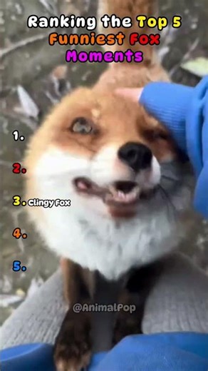 Funniest Fox Moments