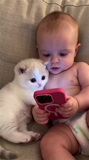 Funny Cat Videos: Best Cute & Viral Kitten Clips