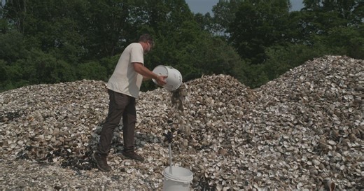 Used oyster shells get recycled back into water