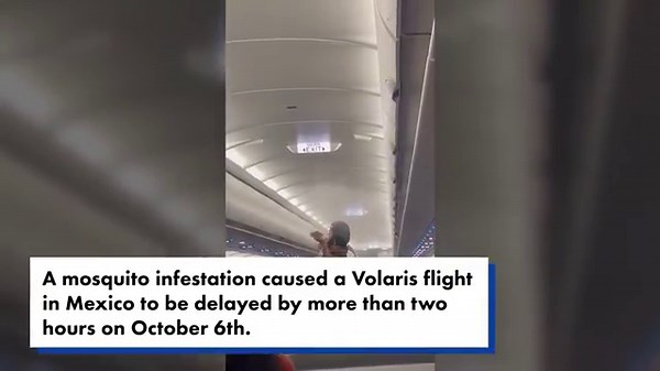 Video Shows Mosquitoes Swarm Plane Cabin, Wreak Havoc