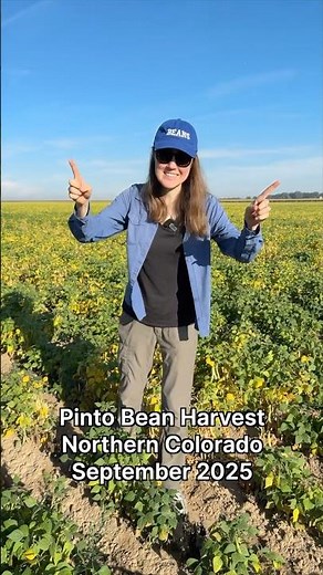 Bean Harvest Season Is HERE! Time to Harvest Some Tasty Pinto Beans in Colorado