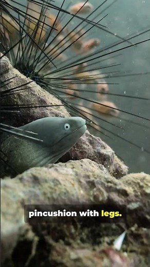 Sea Urchins explained in under a minute!