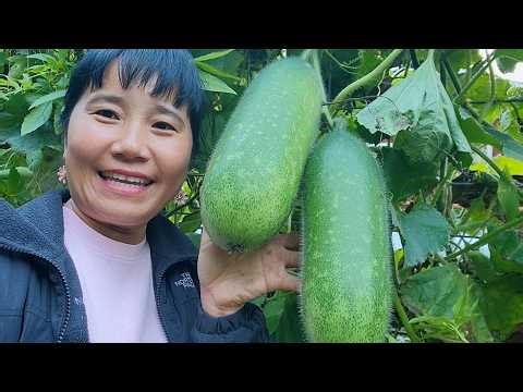 THU HOẠCH BÍ ĐAO , SU SU SỪNG GAI, ỚT SOCOLA, KHOAI TÂY ĐỎ