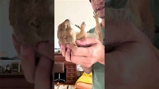 Why Do Prairie Dogs Say Wahoo?