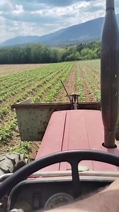 LA PLANTATION DE L'ÉCHALOTE ! À la ferme du Pralie à Gex (Ain-France) chez François Assenare, authentique producteur d'échalotes mais aussi de pommes de terre et d'huile de tournesol, dans la grande tradition d'avant ! Et bravo à Noémie à l'œuvre derrière le tracteur ! Merci à l'EARL Assenare pour cette vidéo. | La Place du Village