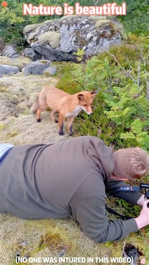 Wildlife: Humans,you’ve successfully caught my attention❤️🥰#love #animal #cute #photographer