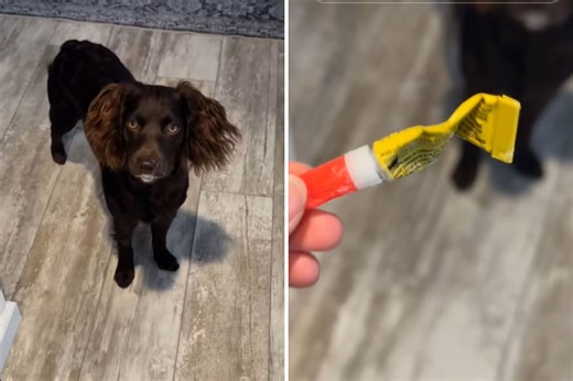 Spaniel Walks Toward Owner With Concerned Look—Shock at What’s on Her Mouth