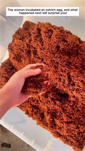 The woman incubated an ostrich egg, and what happened next will surprise you!