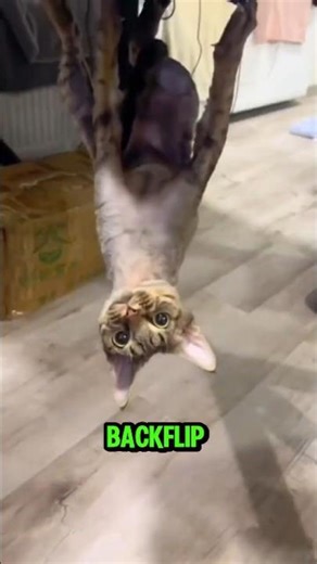 Cat Backflips! WATCH TILL THE END!