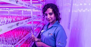 'Red gold' saffron grows in Sharjah desert using vertical farming methods | The National