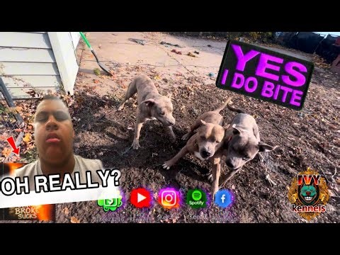 XL puppies, big dogs, and real kennel energy 🤞🏾 double video