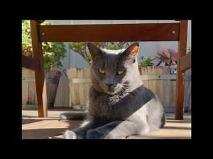 DIY Cat Netting | Catnets