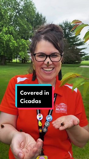 Reply to @mandi.jung Amanda doing it all for her love of cicadas & science #childrensmuseum #as #womeninSTEM #cicadas2021 #cicadas