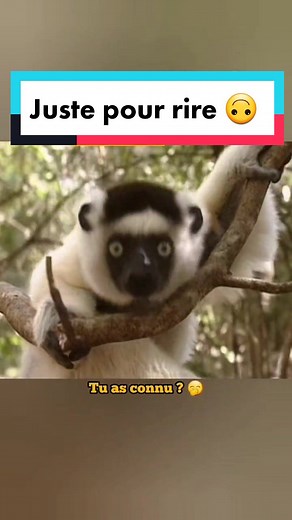 Réponse à @animaux.en.foliie Juste pour rire 🙃 Ne rate pas cette vidéo-->@⚠️ Animaux en folie #pourtoi #sketch #rire #humour #animaux #animal #voixoff #animauxquiparle