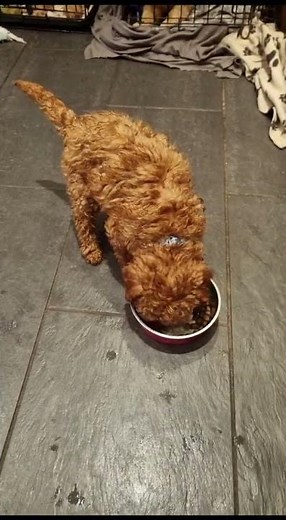 Update on Peggy, the trained Cockapoo puppy #trainedpuppy