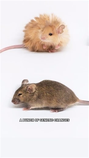 Cleo Abram on Instagram: "Scientists created “woolly mice.” They’re cute. This is a new kind of mouse created using gene editing to give it woolly mammoth-like traits because the company that made them is trying to bring back the Woolly Mammoth. Not cloning or resurrecting it, but editing existing animal’s genes to make it look like a woolly mammoth, which they plan to do with Asian elephants, their closest living relative. Along the way, they created this Woolly Mouse by analyzing preserved DNA
