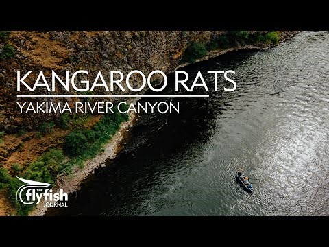 KANGAROO RATS: Flyfishing and Floating the Yakima River Canyon in the NRS Approach 120