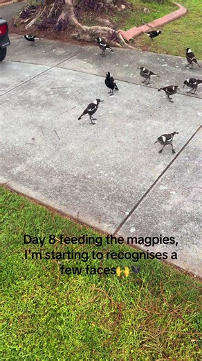 Feeding Magpies: Day 8 in Australia