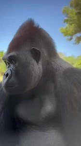 Ganyeka’s got his eye on the lens. Western Lowland Gorillas are naturally curious, and it shows in every glance- observing, assessing, deciding if it’s worth more attention. Captured by Keeper Maddie | Zoos Victoria