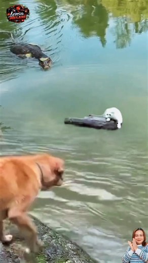 MOMEN HEROIK‼️ ANJING GENDONG KUCING KABUR DARI MAKHLUK AIR MENYERAMKAN