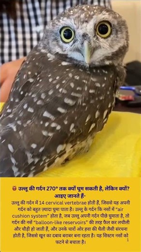 Owl’s 270° Neck Rotation: The Air Cushion System and Nature’s Perfect Adaptation for Survival