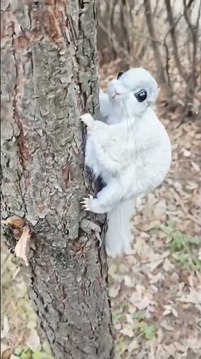 Meet Japan's adorable flying squirrel 😍