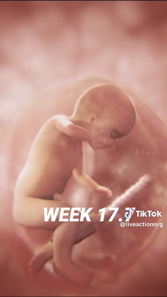 Explore Every Day of Fetal Development with Window to the Womb