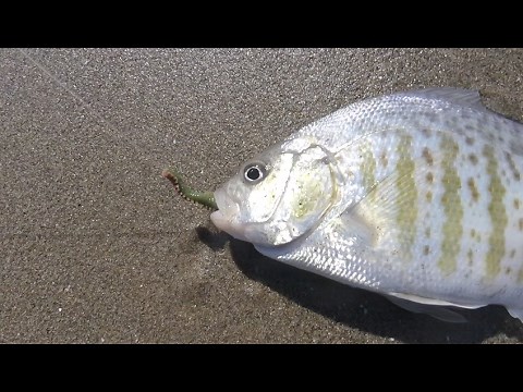 How to Catch More Surfperch Using Gulp Sandworms