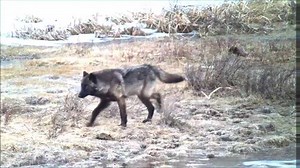 25K views · 426 reactions | Midmorning Edition: Thank you Melba for the video of Black wolf and the grizzly. -Paula. | Legend Of Lamar Valley/The Valley Of Wolves | Facebook