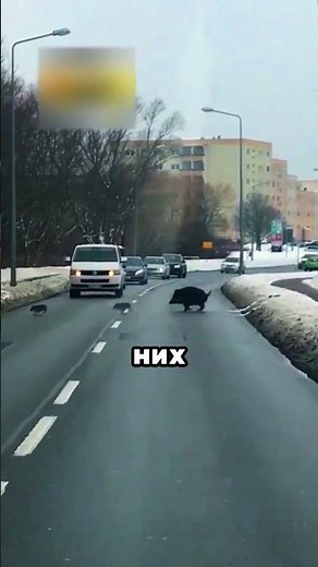 Кабаны научили переходить дорогу 🐗👨‍🏫🚦