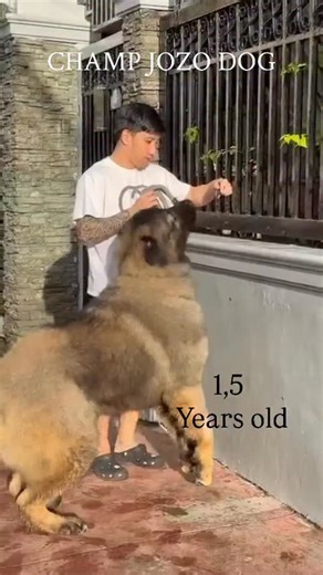 Caucasian shepherd 1,5 years old | Jozo Dogs