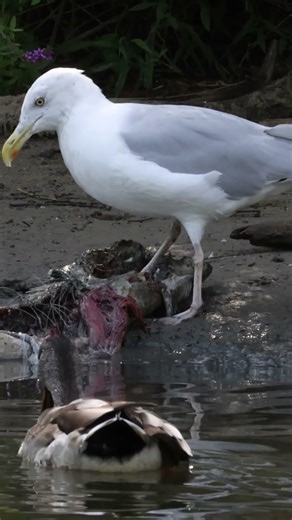 Gull eats Salmon #birds #naturephotography #wildlife #wildontario #toronto