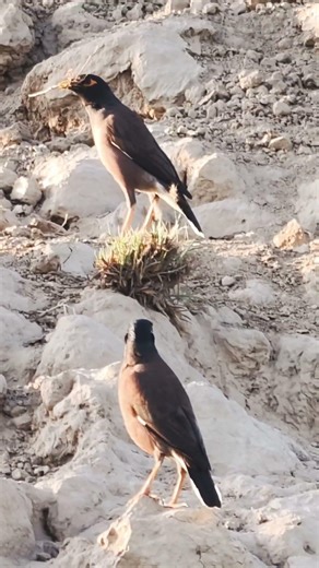 Mynas are intelligent, social birds from the starling family, known for their ability to mimic