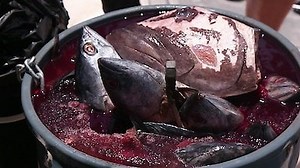 Watch Shark Week Season 2018 Episode 8 - Guy Fieri's Feeding Frenzy