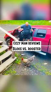 Ozzy Man Reviews on Instagram: "Here's me commentary on a bloke vs a very angry rooster. 🐓🎙️ #ozzyman #ozzymanreviews #rooster #animal #animalattack #chickensofinstagram #chook #birdsofinstagram #commentary"